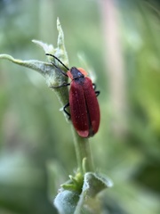 Lycus sanguinipennis
