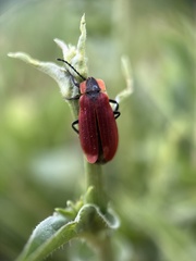 Lycus sanguinipennis