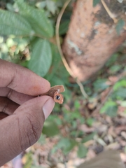 Auriculoscypha anacardiicola