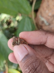 Auriculoscypha anacardiicola