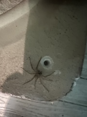 Selenops submaculosus