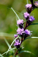 Liatris squarrosa