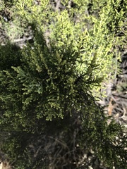 Parastrephia quadrangularis