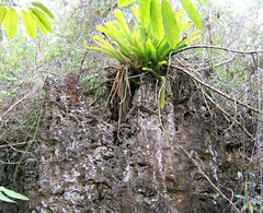 Wittmackia caymanensis