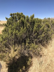 Parastrephia quadrangularis