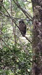 Strix rufipes sanborni