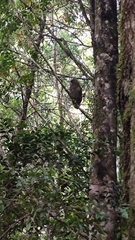 Strix rufipes sanborni