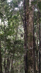 Strix rufipes sanborni