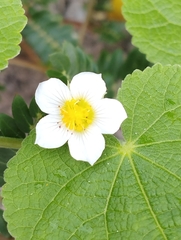 Herissantia