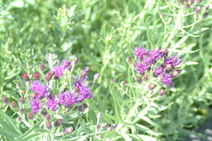 Vernonia marginata