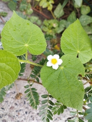 Herissantia