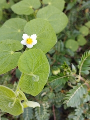 Herissantia