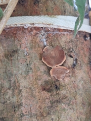 Auriculoscypha anacardiicola