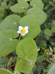 Herissantia