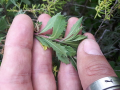Grindelia brachystephana