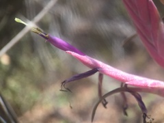 Tillandsia intermedia