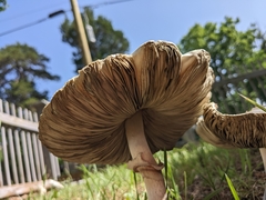 Chlorophyllum molybdites