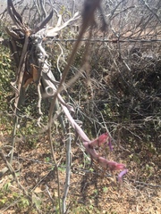 Tillandsia intermedia