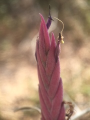 Tillandsia intermedia