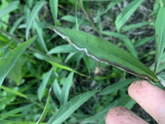 Phytomyza solidaginophaga