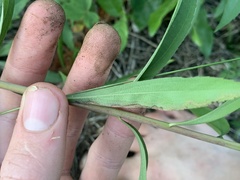 Phytomyza solidaginophaga