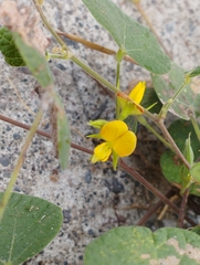 Rhynchosia minima
