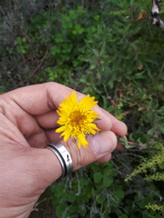 Grindelia brachystephana
