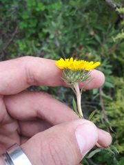Grindelia brachystephana