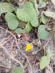 Rhynchosia minima