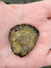 Ostrea lurida