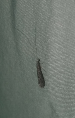 Leptocerus americanus