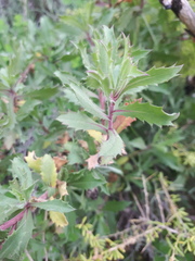 Grindelia brachystephana