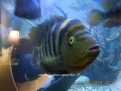 Amphilophus amarillo