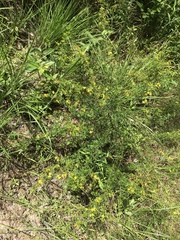 Hypericum galioides