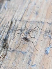 Rilaena triangularis