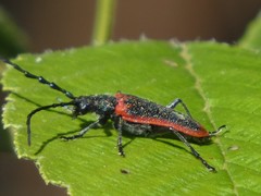 Desmocerus aureipennis