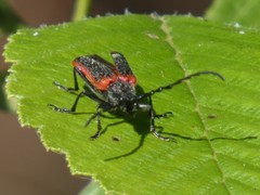 Desmocerus aureipennis