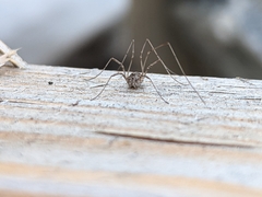 Rilaena triangularis