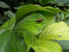 Brachystethus rubromaculatus
