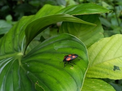 Brachystethus rubromaculatus
