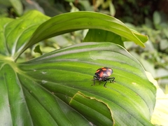 Brachystethus rubromaculatus