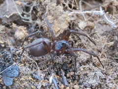 Xeropigo