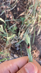 Malachius aeneus