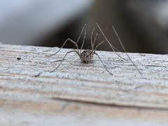 Rilaena triangularis