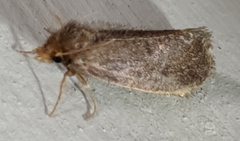 Acrolophus propinqua