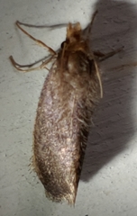 Acrolophus propinqua