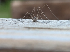 Rilaena triangularis