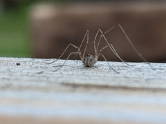 Rilaena triangularis