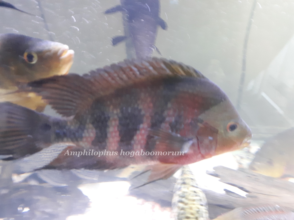 Guayas Cichlid