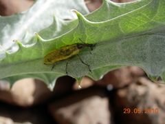 Lixus scolopax